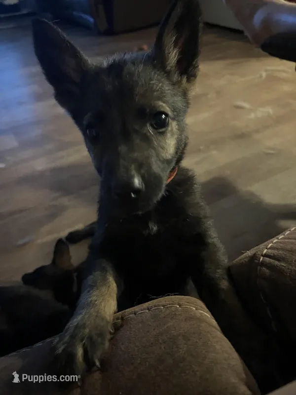 Red Boy – German Shepherd Dog puppy for sale in Prospect Hill, NC