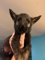 Red Boy, a male German Shepherd Dog for sale in Prospect Hill, NC – Photo 3 of 7