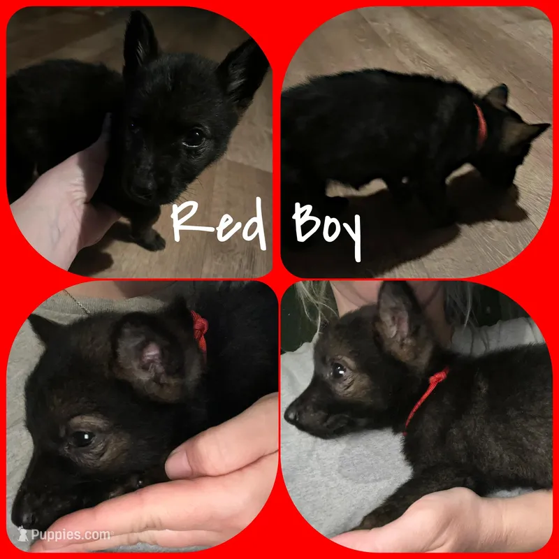 Red Boy – German Shepherd Dog puppy for sale in Prospect Hill, NC