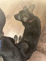 Red Boy, a male German Shepherd Dog for sale in Prospect Hill, NC – Photo 5 of 7