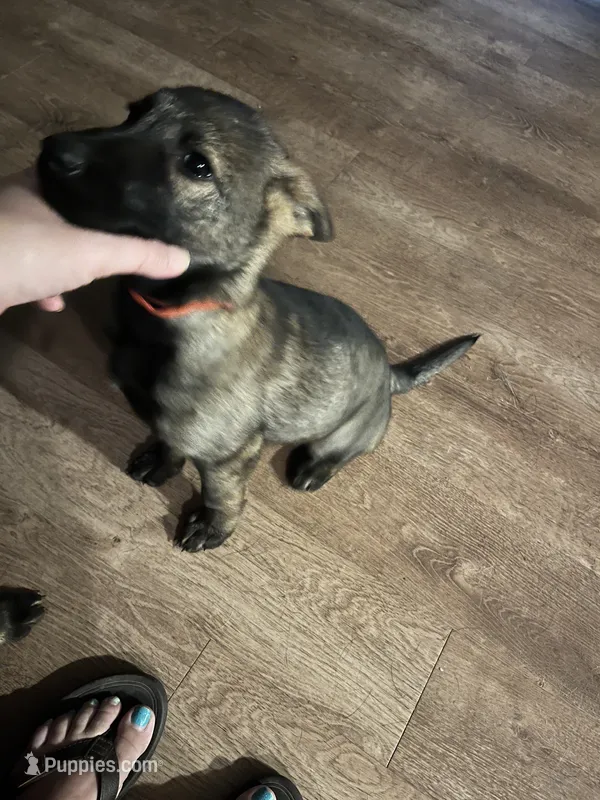 Red Boy – German Shepherd Dog puppy for sale in Prospect Hill, NC