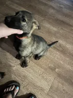 Red Boy, a male German Shepherd Dog for sale in Prospect Hill, NC – 1 of 9