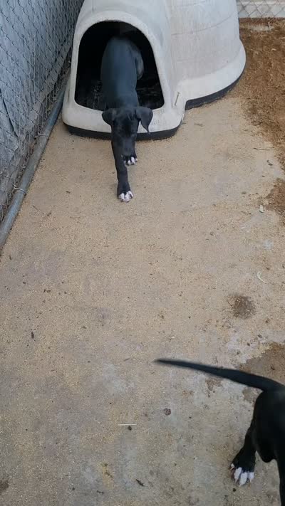 F-BLUE *reduced*, a female Great Dane for sale in Pampa, TX – 2 of 5