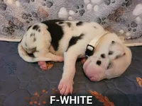 F-WHITE, a female Great Dane for sale in Pampa, TX – 1 of 3