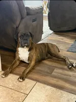 Boxer Puppies Coming Soon!, a  Boxer for sale in Pampa, TX – 2 of 2