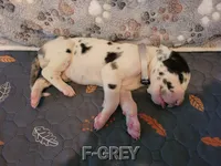 F-GREY, a female Great Dane for sale in Pampa, TX – 1 of 3