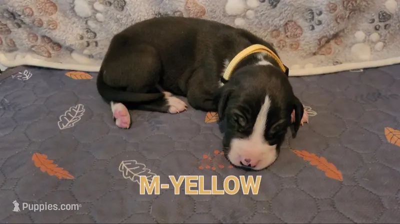 M-YELLOW – Great Dane puppy for sale in Pampa, TX