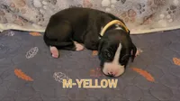 M-YELLOW, a male Great Dane for sale in Pampa, TX – 1 of 3
