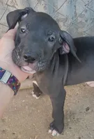 F-RED, a female Great Dane for sale in Pampa, TX – 4 of 4