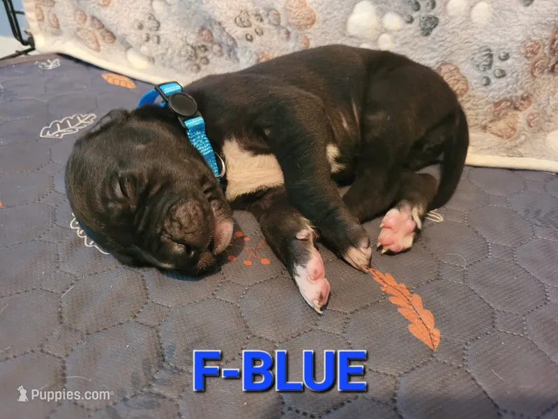F-BLUE – Great Dane puppy for sale in Pampa, TX