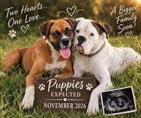 Expected Litter-November 2026, a  Boxer for sale in Pampa, TX – 1 of 1
