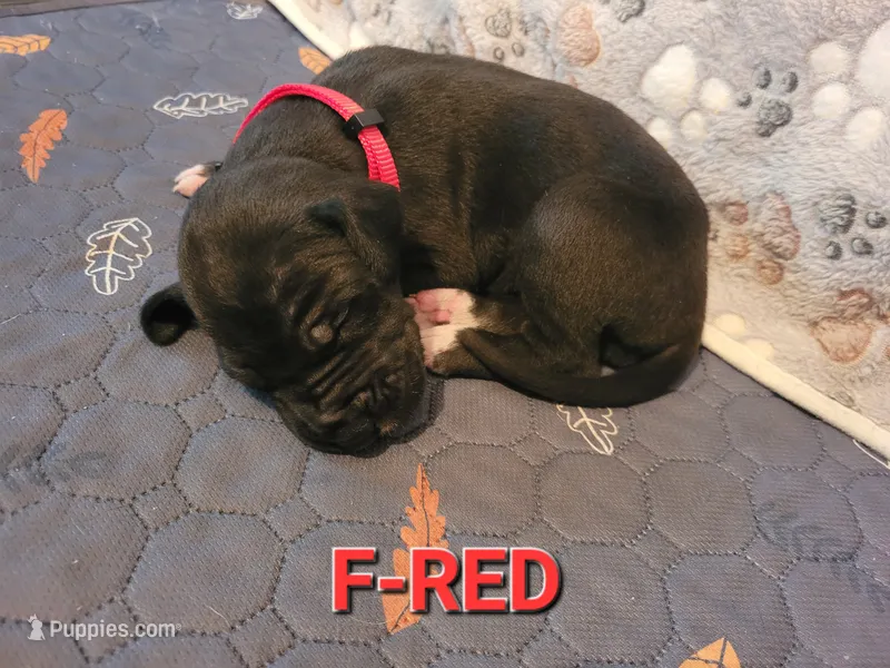 F-RED – Great Dane puppy for sale in Pampa, TX