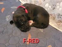 F-RED, a female Great Dane for sale in Pampa, TX – 1 of 3