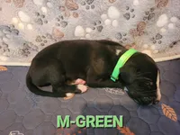 M-GREEN, a male Great Dane for sale in Pampa, TX – 1 of 3