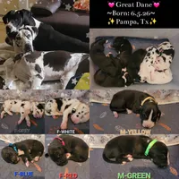 M-GREEN, a male Great Dane for sale in Pampa, TX – 2 of 3