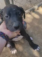 F-BLUE, a female Great Dane for sale in Pampa, TX – 4 of 4