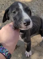 M-GREEN, a male Great Dane for sale in Pampa, TX – 4 of 4