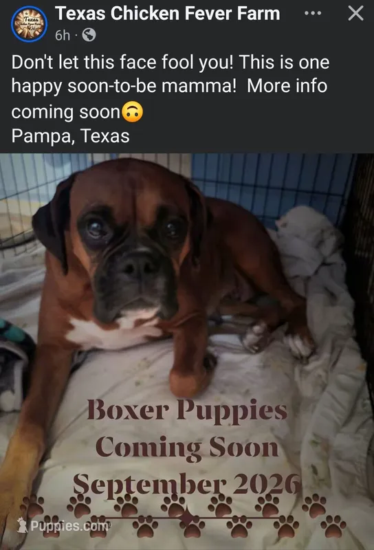 Boxer Puppies Coming Soon! – Boxer puppy for sale in Pampa, TX