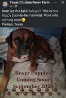 Boxer Puppies Coming Soon!, a  Boxer for sale in Pampa, TX – 1 of 2