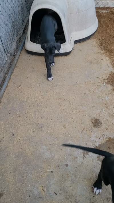 F-RED *reduced*, a female Great Dane for sale in Pampa, TX – 2 of 5
