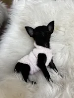 LUNA🌕, a female Chihuahua for sale in Moreno Valley, CA – 2 of 2