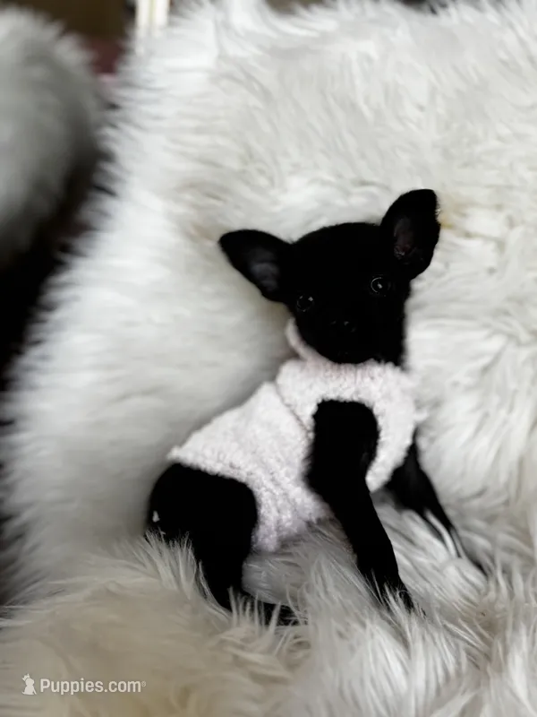 LUNA🌕 – Chihuahua puppy for sale in Moreno Valley, CA