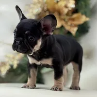 Dior, a female French Bulldog for sale in Boston, MA – Photo 10 of 10
