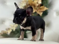 Dior, a female French Bulldog for sale in Boston, MA – Photo 10 of 10