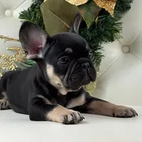 Dior, a female French Bulldog for sale in Boston, MA – Photo 5 of 10