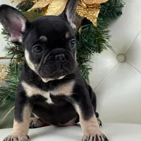 Dior, a female French Bulldog for sale in Boston, MA – Photo 6 of 10