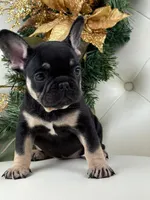 Dior, a female French Bulldog for sale in Boston, MA – Photo 6 of 10