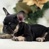 Dior, a female French Bulldog for sale in Boston, MA – Photo 1 of 10