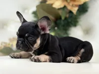 Dior, a female French Bulldog for sale in Boston, MA – Photo 1 of 10
