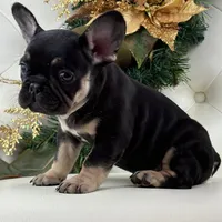 Dior, a female French Bulldog for sale in Boston, MA – Photo 8 of 10