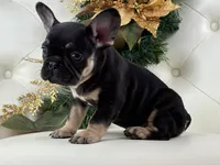 Dior, a female French Bulldog for sale in Boston, MA – Photo 8 of 10