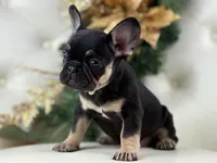Dior, a female French Bulldog for sale in Boston, MA – Photo 9 of 10