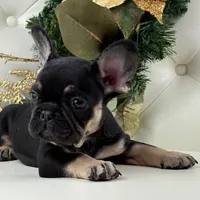 Dior, a female French Bulldog for sale in Boston, MA – Photo 7 of 10