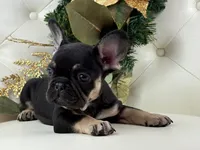 Dior, a female French Bulldog for sale in Boston, MA – Photo 7 of 10
