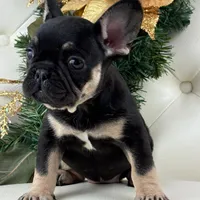 Dior, a female French Bulldog for sale in Boston, MA – Photo 4 of 10