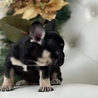 Dior, a female French Bulldog for sale in Boston, MA – Photo 2 of 10