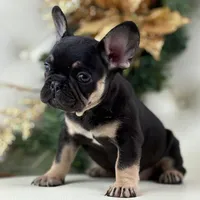Dior, a female French Bulldog for sale in Boston, MA – Photo 3 of 10