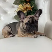 Monroe, a female French Bulldog for sale in Boston, MA – Photo 1 of 7