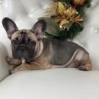 Monroe, a female French Bulldog for sale in Boston, MA – Photo 6 of 7