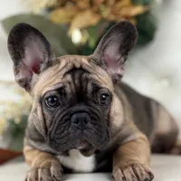 Monroe, a female French Bulldog for sale in Boston, MA – Photo 4 of 7