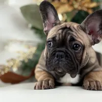 Monroe, a female French Bulldog for sale in Boston, MA – Photo 2 of 7