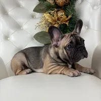 Monroe, a female French Bulldog for sale in Boston, MA – Photo 7 of 7