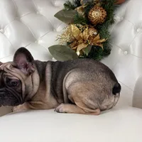 Monroe, a female French Bulldog for sale in Boston, MA – Photo 5 of 7