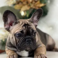 Monroe, a female French Bulldog for sale in Boston, MA – Photo 3 of 7