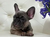 Elise , a female French Bulldog for sale in Boston, MA – Photo 3 of 10