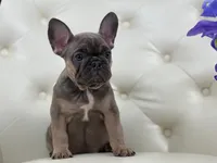 Elise , a female French Bulldog for sale in Boston, MA – Photo 7 of 10